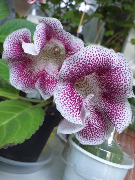 Larisa 35 (1) - Gloxinii 2019