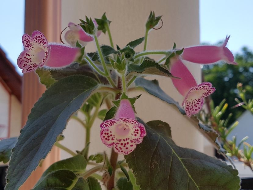 Hcy' s Jardin de Monet - Kohleria