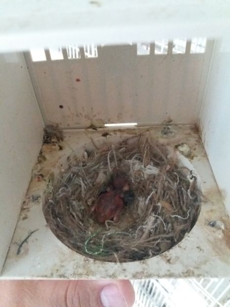  - pui hibrizi petrusi si canarusi 2019