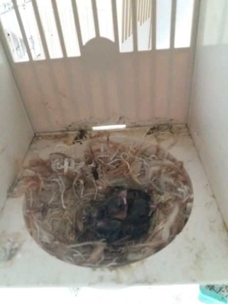  - pui hibrizi petrusi si canarusi 2019