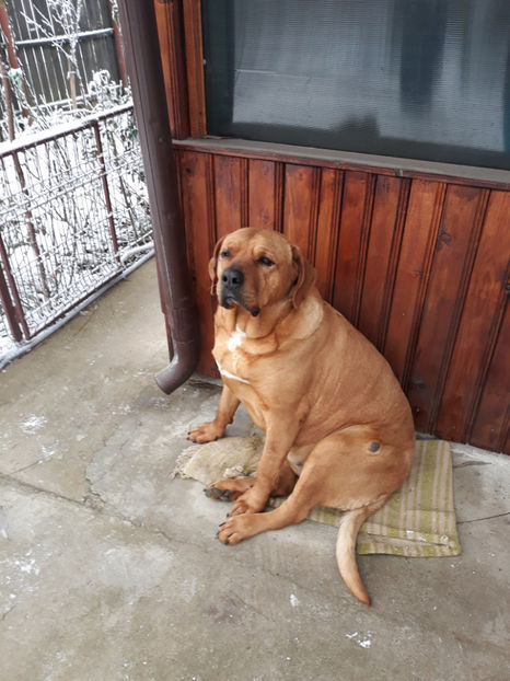  - 1 CATELUSELE NOASTRE