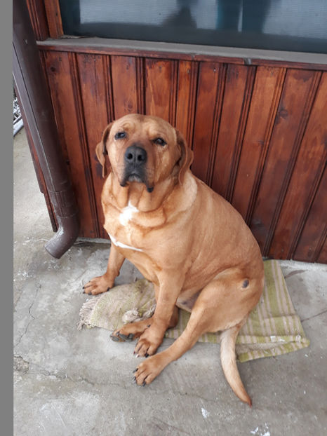  - 1 CATELUSELE NOASTRE