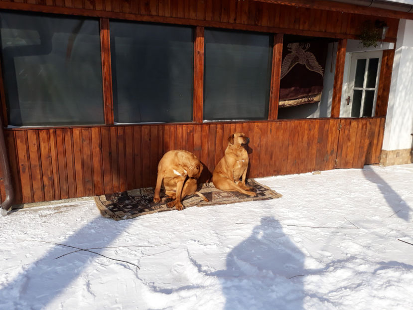  - 1 CATELUSELE NOASTRE