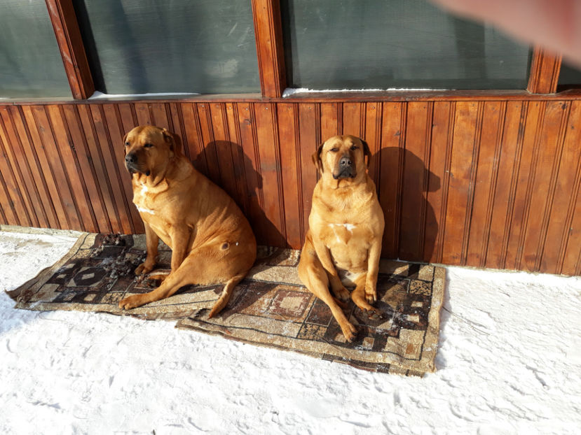  - 1 CATELUSELE NOASTRE