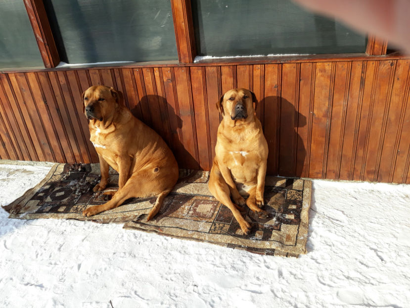  - 1 CATELUSELE NOASTRE