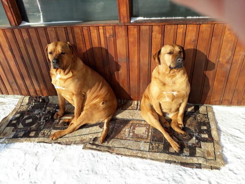  - 1 CATELUSELE NOASTRE