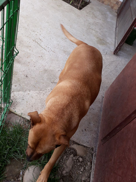  - 1 CATELUSELE NOASTRE