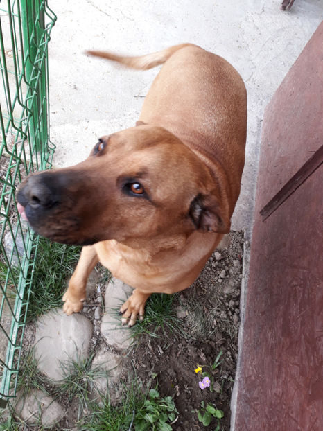  - 1 CATELUSELE NOASTRE