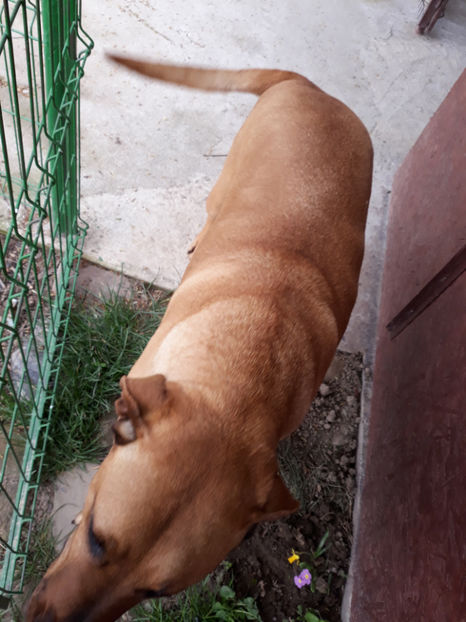  - 1 CATELUSELE NOASTRE