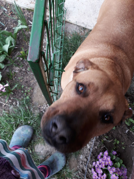  - 1 CATELUSELE NOASTRE