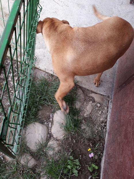  - 1 CATELUSELE NOASTRE