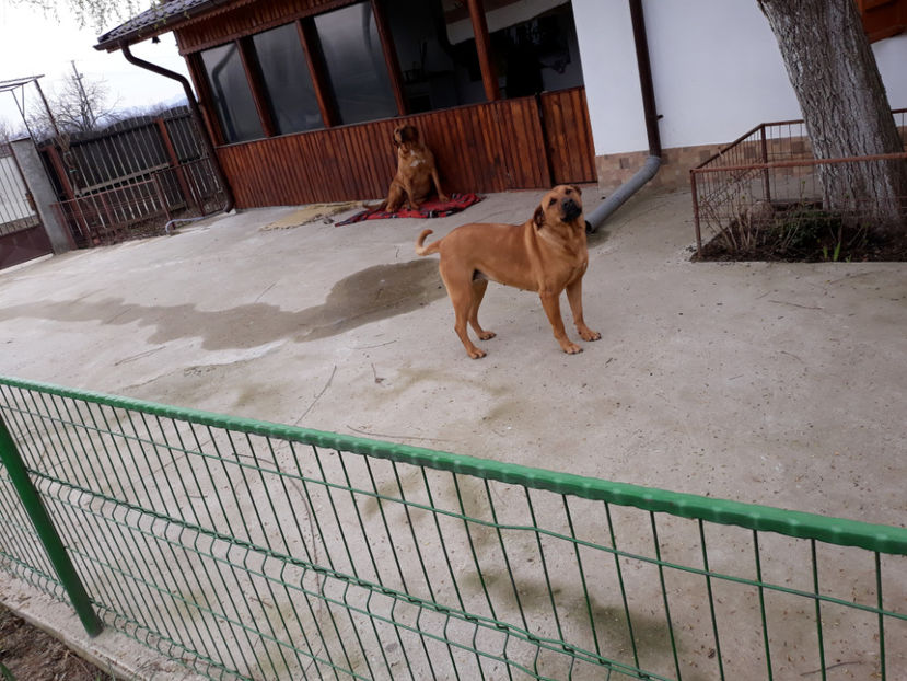  - 1 CATELUSELE NOASTRE