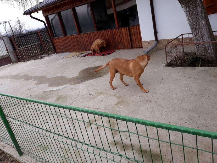  - 1 CATELUSELE NOASTRE