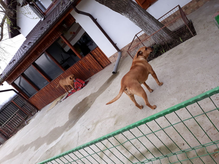  - 1 CATELUSELE NOASTRE