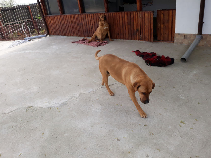  - 1 CATELUSELE NOASTRE