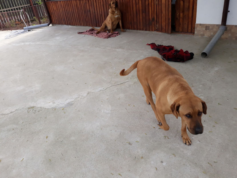  - 1 CATELUSELE NOASTRE