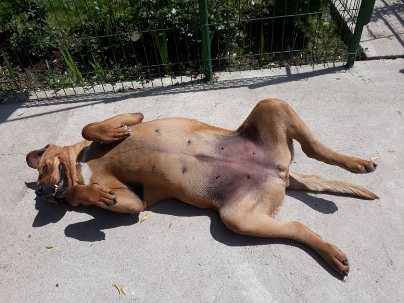  - 1 CATELUSELE NOASTRE