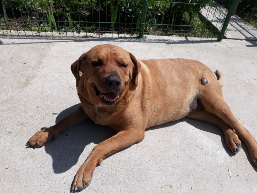  - 1 CATELUSELE NOASTRE