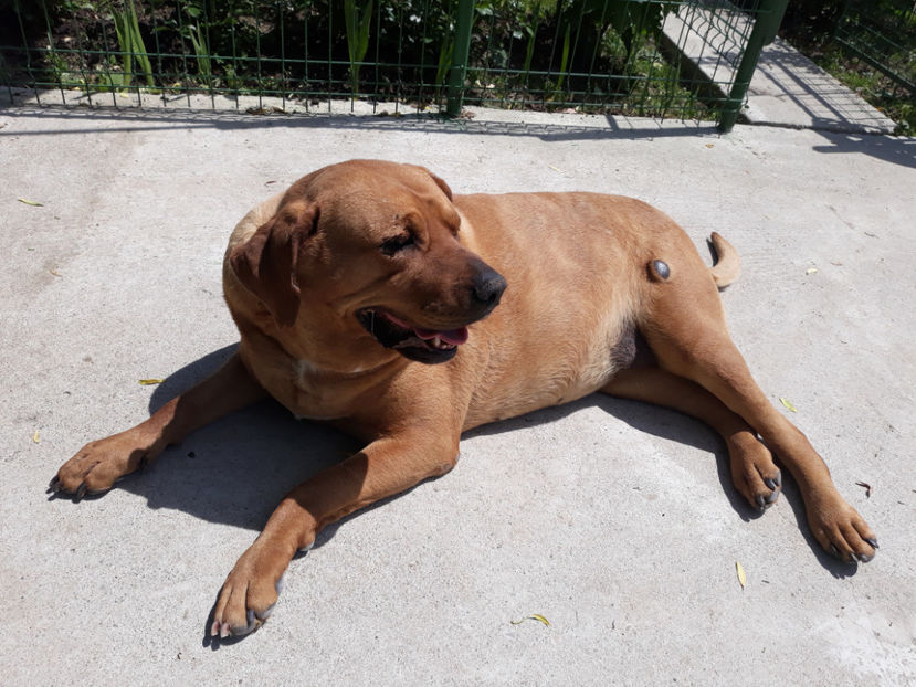  - 1 CATELUSELE NOASTRE