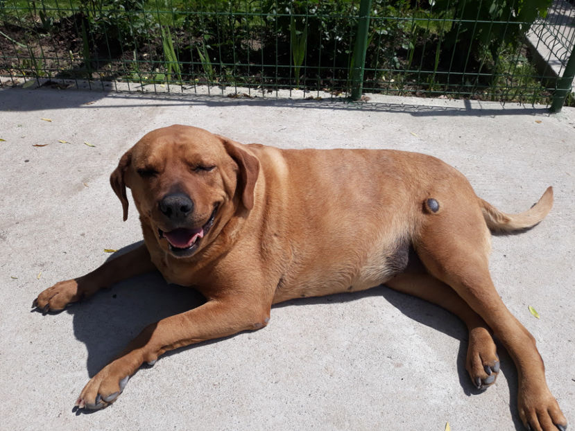  - 1 CATELUSELE NOASTRE