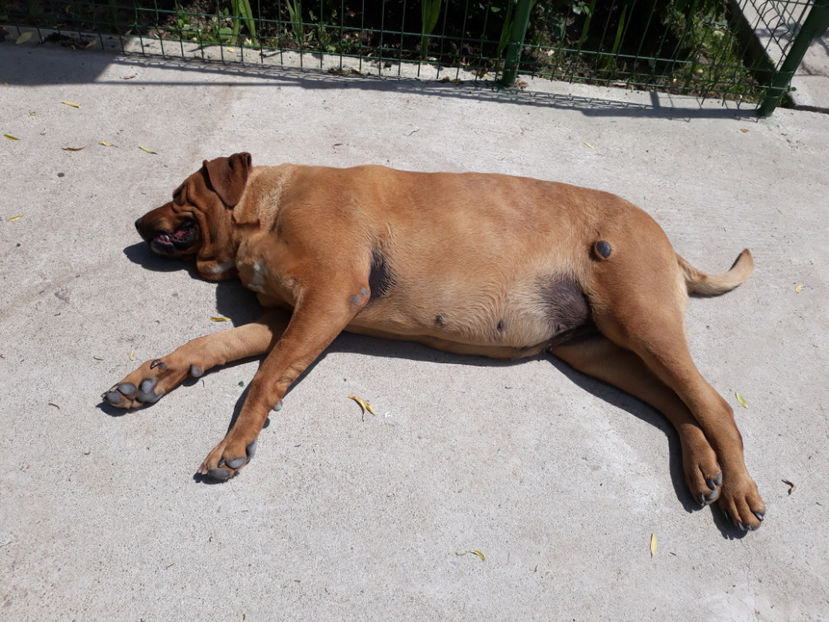  - 1 CATELUSELE NOASTRE