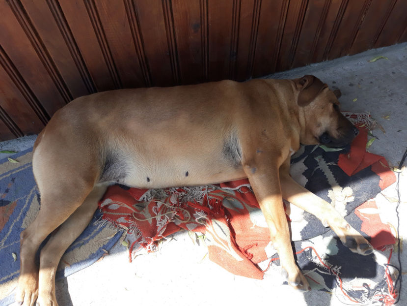  - 1 CATELUSELE NOASTRE