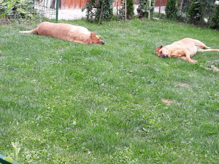  - 1 CATELUSELE NOASTRE