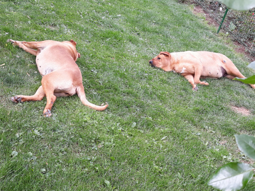  - 1 CATELUSELE NOASTRE