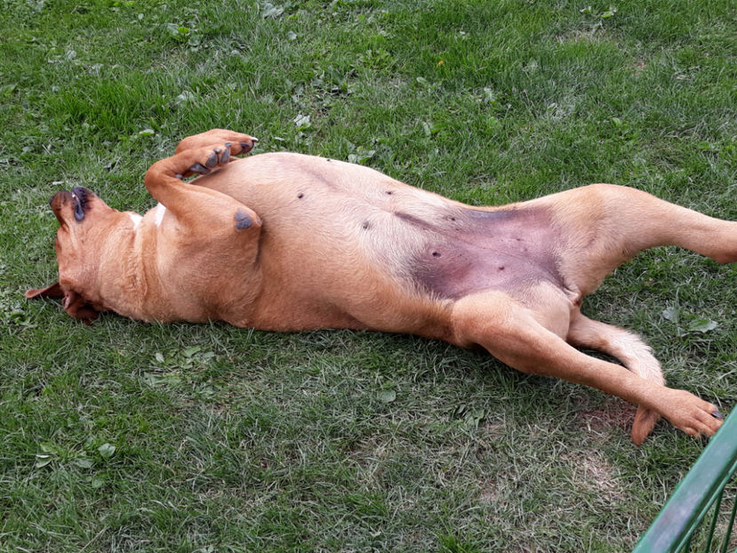  - 1 CATELUSELE NOASTRE