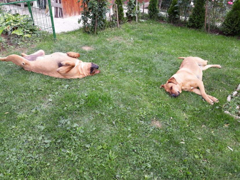  - 1 CATELUSELE NOASTRE