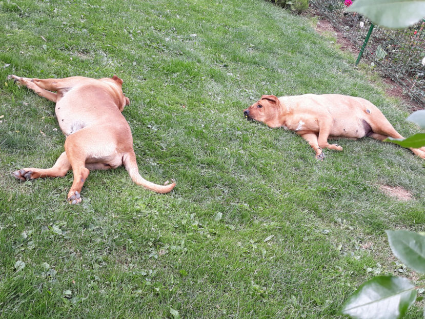  - 1 CATELUSELE NOASTRE