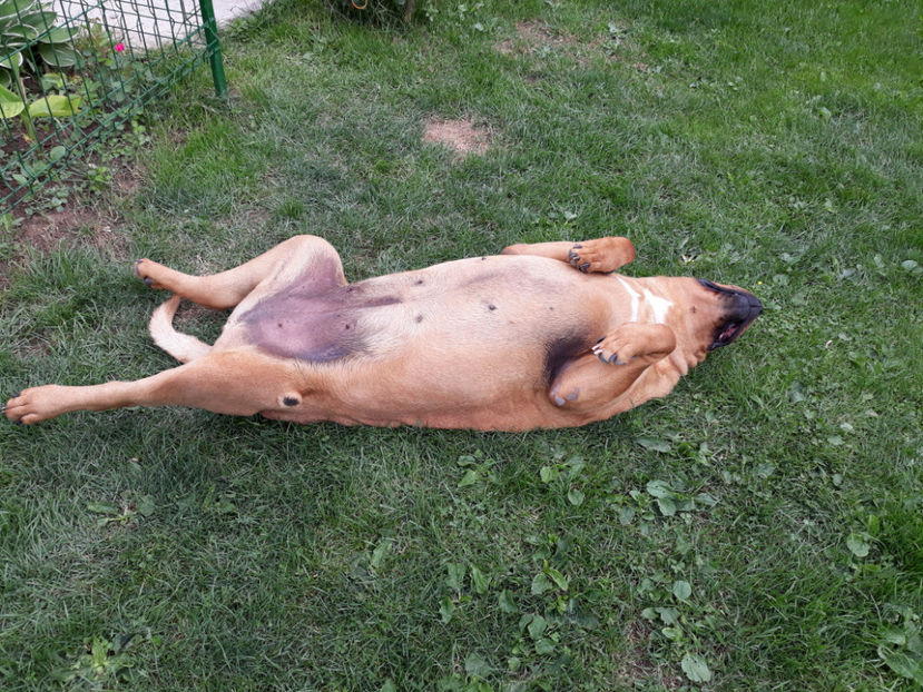  - 1 CATELUSELE NOASTRE