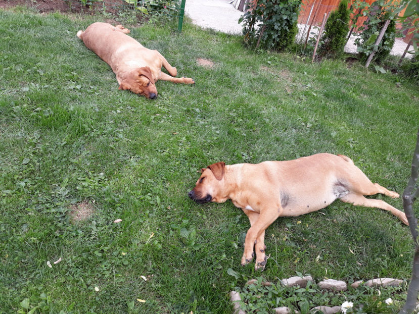  - 1 CATELUSELE NOASTRE