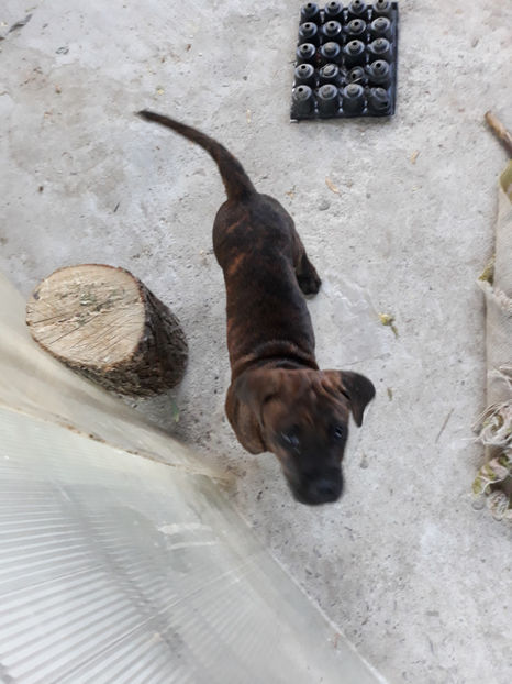  - 1 CATELUSELE NOASTRE