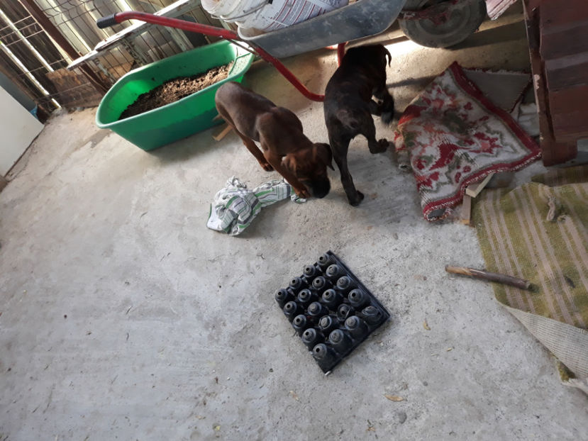  - 1 CATELUSELE NOASTRE