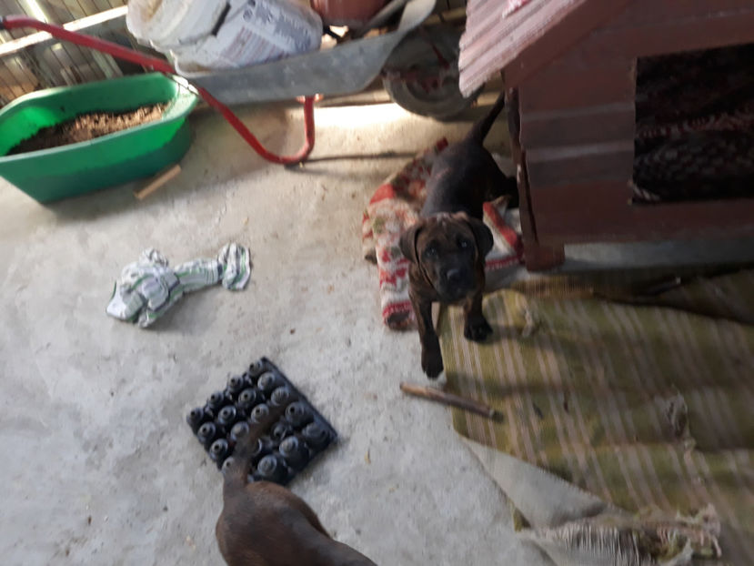  - 1 CATELUSELE NOASTRE