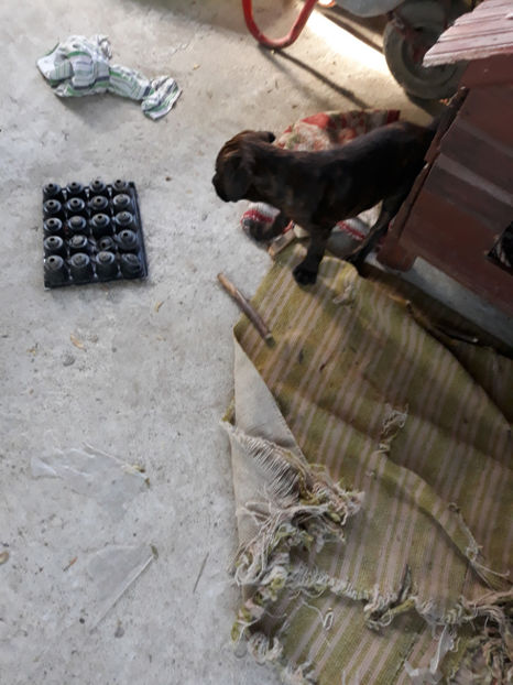  - 1 CATELUSELE NOASTRE