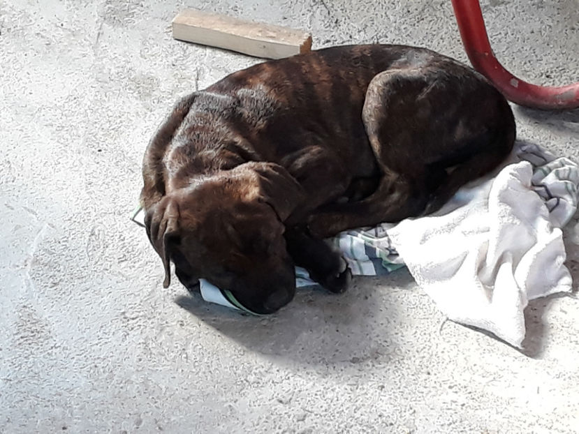  - 1 CATELUSELE NOASTRE