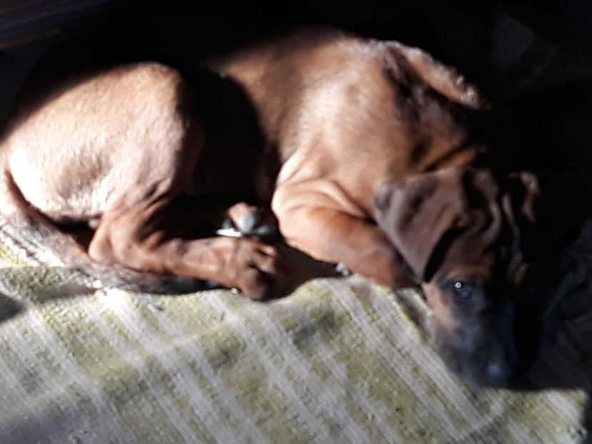  - 1 CATELUSELE NOASTRE