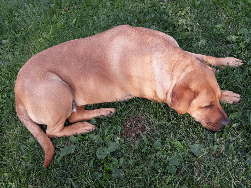  - 1 CATELUSELE NOASTRE