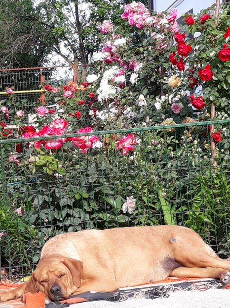  - 1 CATELUSELE NOASTRE