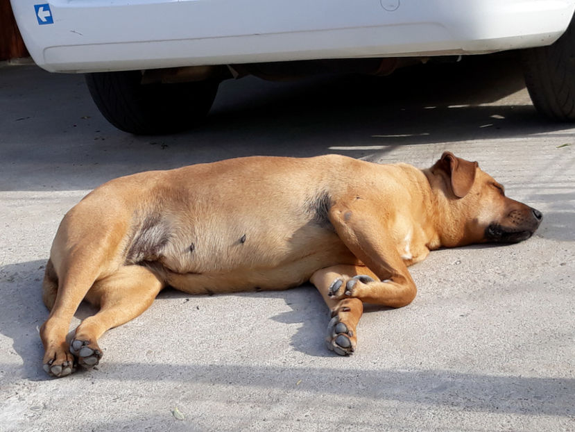  - 1 CATELUSELE NOASTRE