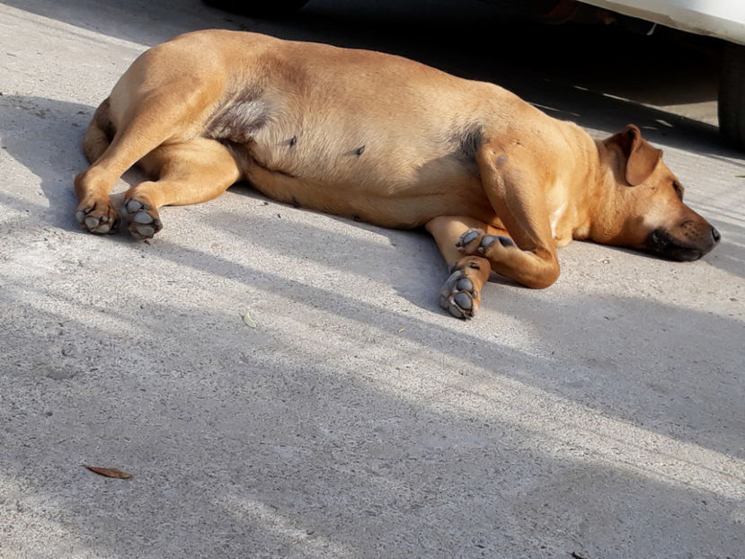  - 1 CATELUSELE NOASTRE