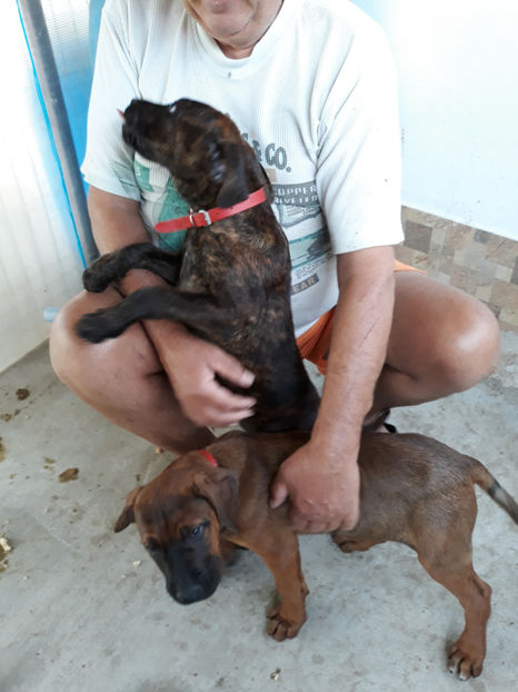  - 1 CATELUSELE NOASTRE