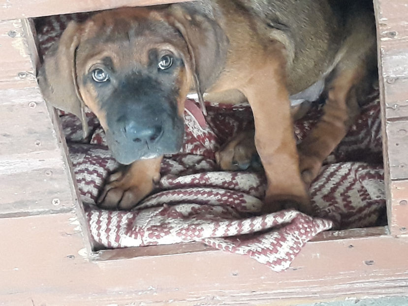  - 1 CATELUSELE NOASTRE