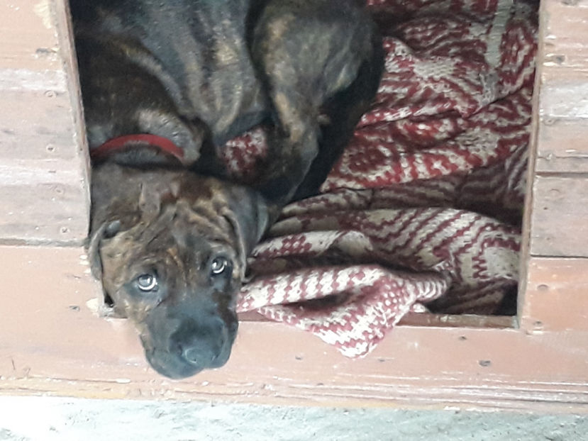  - 1 CATELUSELE NOASTRE