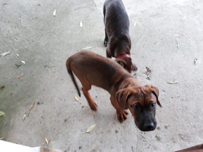  - 1 CATELUSELE NOASTRE