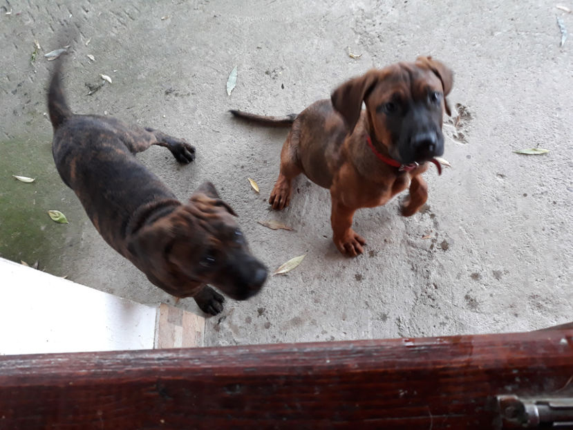  - 1 CATELUSELE NOASTRE