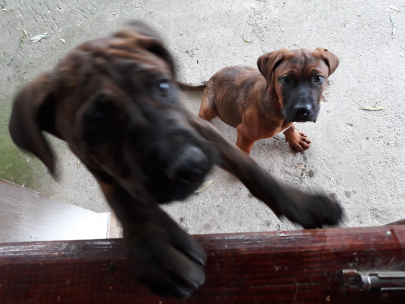  - 1 CATELUSELE NOASTRE