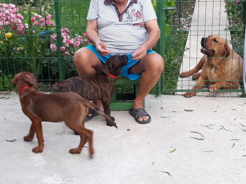  - 1 CATELUSELE NOASTRE